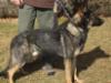 Andrej CQB K-9