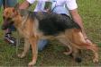 Tuca do Kaufman Kennel