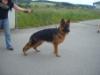 Brando vom Nagler See
