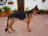 Bravos Do Pinhal Do Seixinho (Marley)