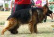 CH.PL BEST IN SHOW CHAMP Rymbas'