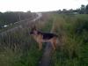 Balou Do Canil Mondego