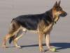 Thor Von Ryanhaus