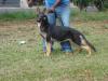Helga do Alpha Lupus