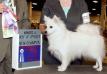 Pinebrook Nukaq Wht Sapphire