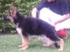 Apollo do canil em andamento