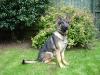  Saltpool Bach (Westmids Police Dog)