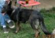 UKC-CH Marybeck's Mauli Ishto von Issk