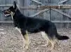 Sweet Caroline von Ryanhaus