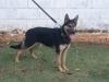 Cora do Caio Work Dog's