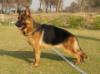  Achilles von der Kronenperle (PK)