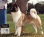 AKC CH Sondaisa's Golden Gait