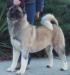AKC CH TimberSky's Hurricane Suede