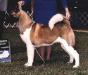 AKC CH Kuroi Kao Revlon's Choice