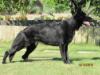 Dexter Do Caio Work Dogs