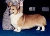 AKC CH Brynlea Royalfox Show Stopper