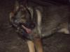 Charlie Harley Schatten Kraus