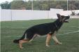 Dart Vader do Caio work dogs