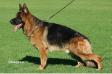 VA BSZS (2012, 2013) Etoo aus Wattenscheid