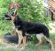 Narla von der Ryanhaus