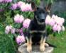 Cisco Von Ryanhaus