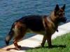 Atlas Vom Kirsys