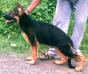 swapnil's ike