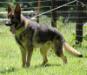 K-9 Avatar Eqidius