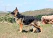 Royalair's Gentle Gypsy