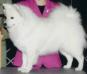 AKC-CH UKC-GRCH Wachusett's She Brngz Joy