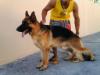 Otto do Guaricema