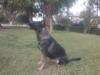 Kora Of L K-9