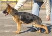 Shadow k-91