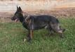  Lizzy von wind weg