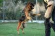 Cantos Vardar Wolf