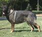 Sable Von Four K Sanders