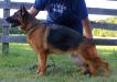 Roxy vom Mittelwest