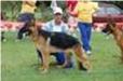 Yoga do Lobo Negro