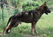 UKC CH Dax von Benedict