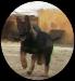 GOR OF L K-9