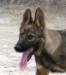 Gitan Of L K-9