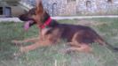 Frizbi Vardar Wolf