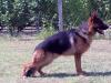 Flick Vardar Wolf
