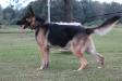 Wrights SGT Dozer (K&S Quality Canines)