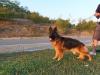 Hannie Vardar Wolf