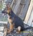 Haidy Vardar Wolf