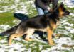  Riddick Von Der Hearts