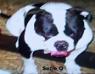  Cajah's Mtn Susie Q(AmericanBulldog)