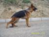 Celtic Vardar Wolf