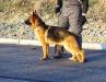 Cellie Vardar Wolf